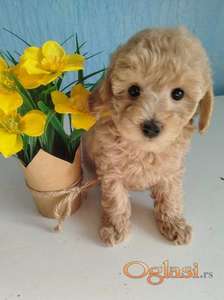 Aprikot Toy pudle štenci